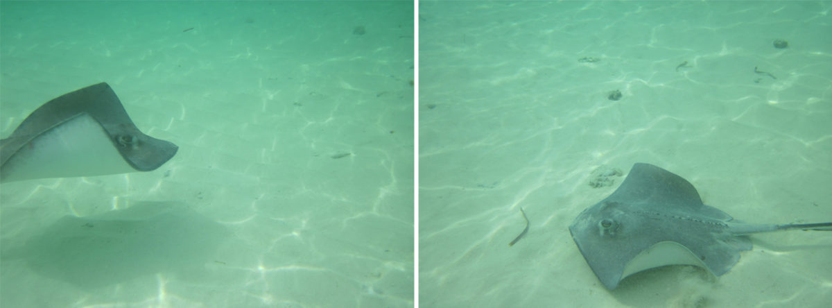 el-acuario