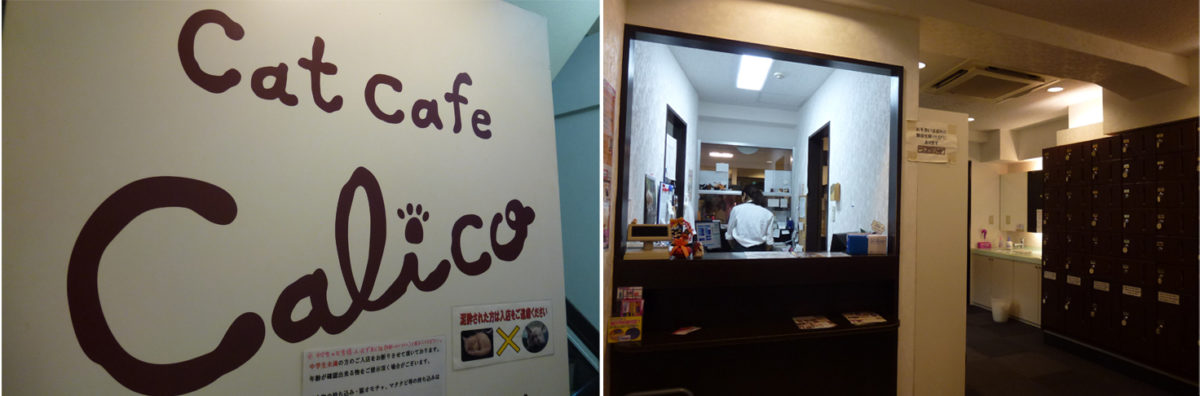 cat-cafe-calico-1