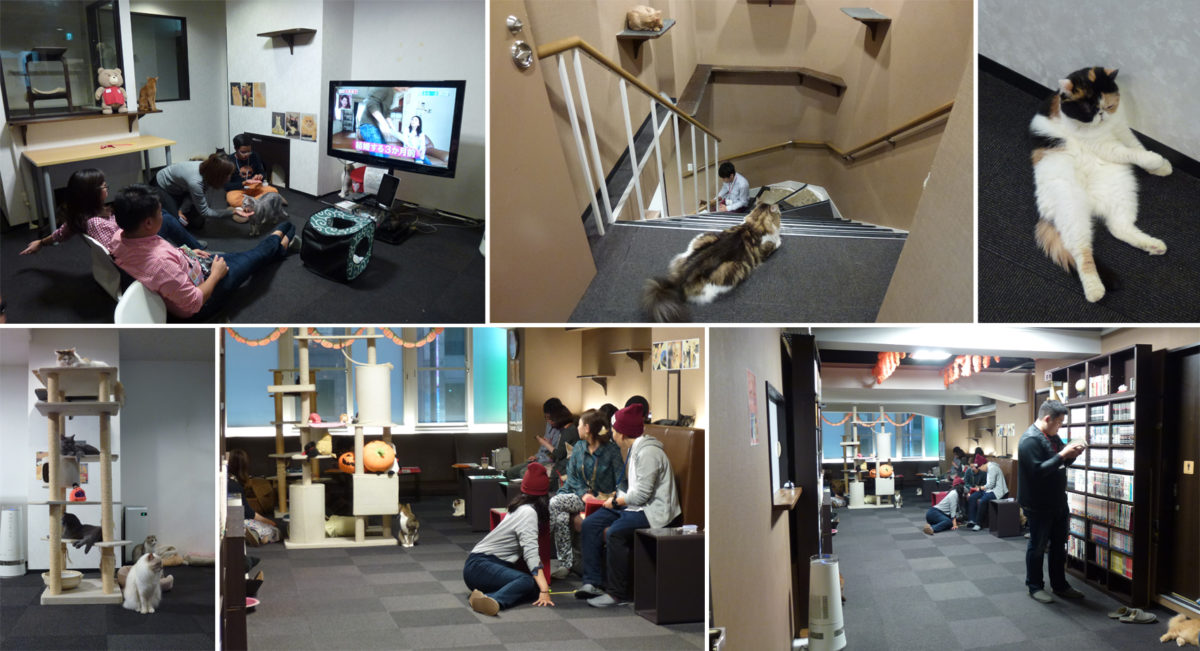 cat-cafe-calico-2