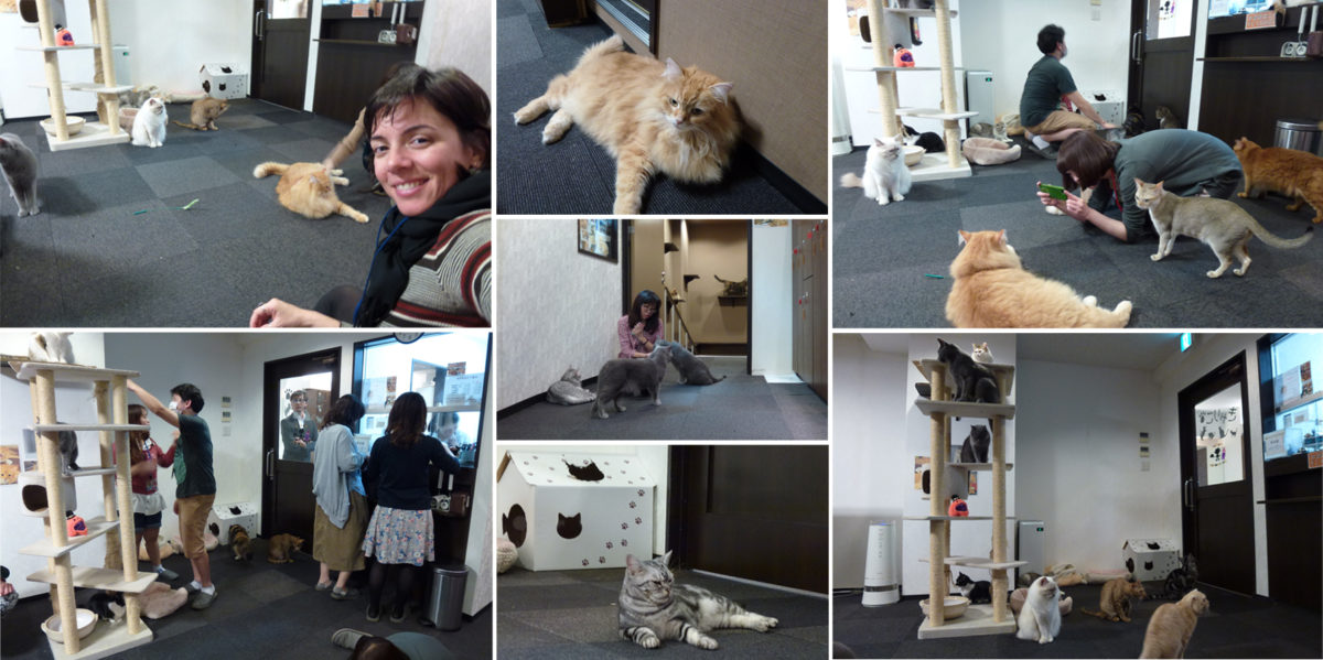 cat-cafe-calico-3