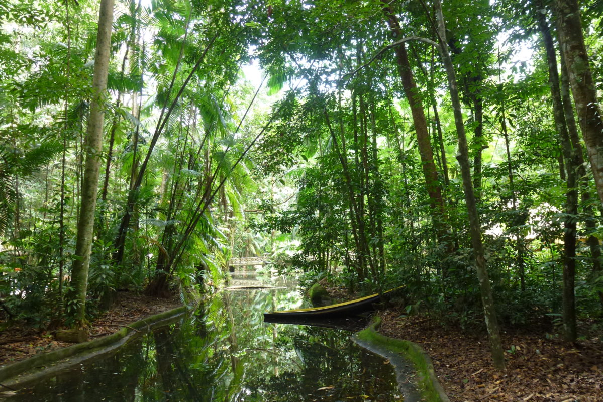 Bosque