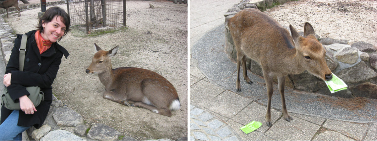 miyajima-cervos