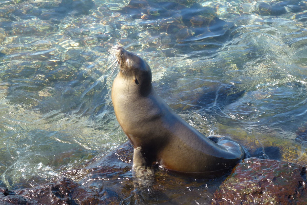 Galápagos