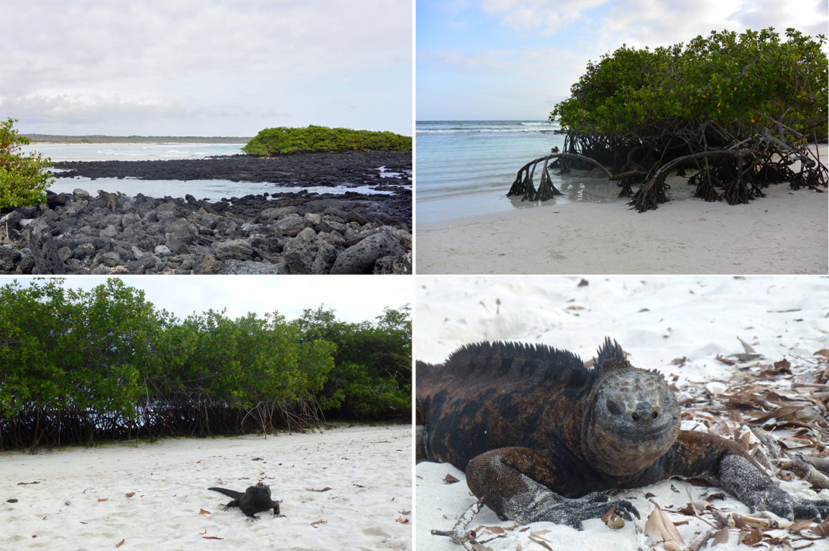 tortuga-bay-2