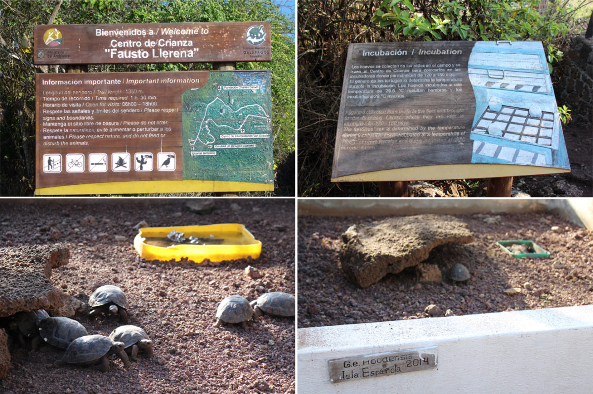 tortugas-2