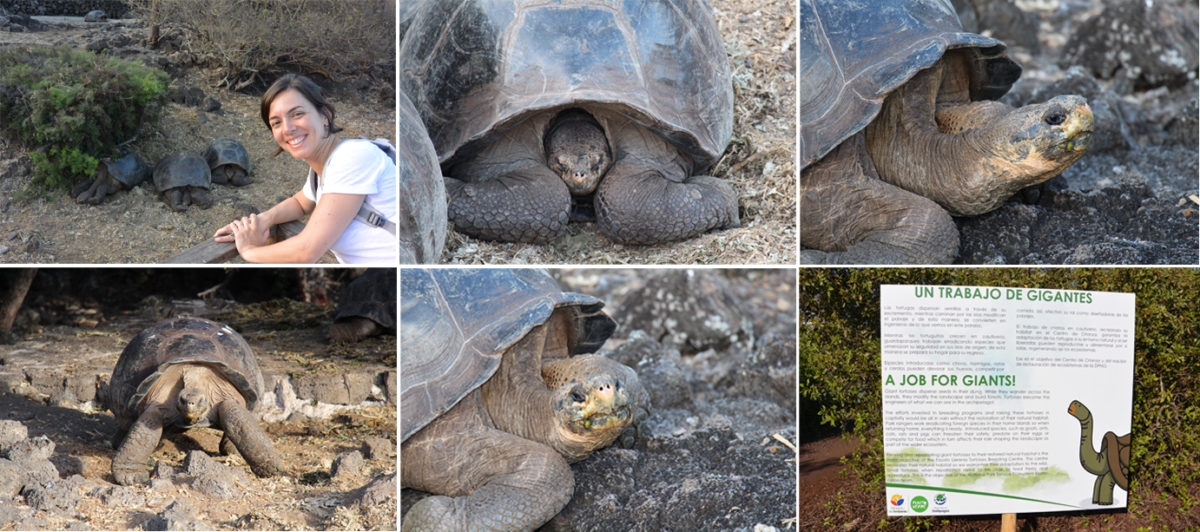 tortugas-5